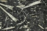 Fossil Orthoceras & Goniatite Square Plate - Stoneware #140277-1